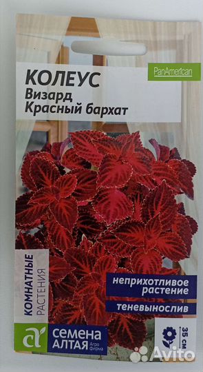 Колеус Визард Красный бархат