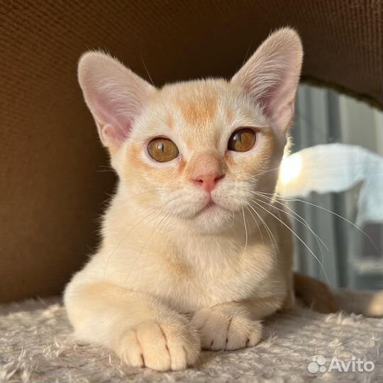 Европейская Бурма