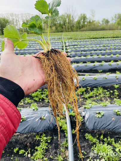 Саженцы клубники. Рассада земляники садовой