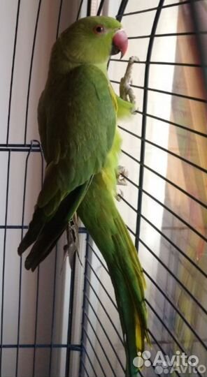 Кольчатый ожереловый попугай птенец Попугай