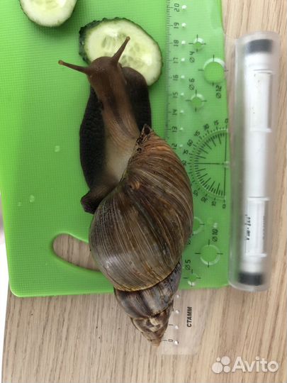 Улитки ахатины