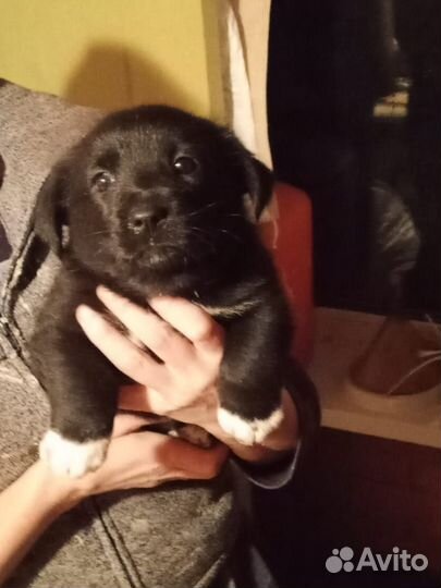 Собака в добрые руки отдам бесплатно