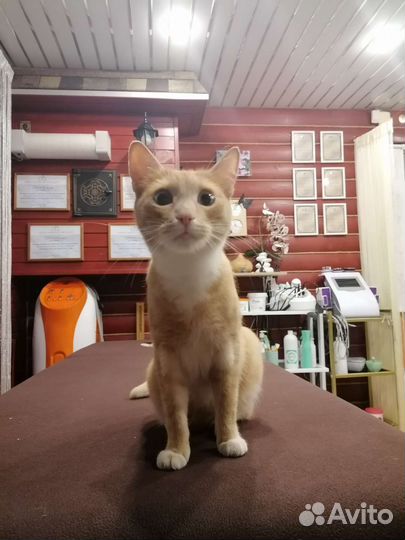 Кот в дар бесплатно