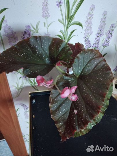 Цветок Бегония