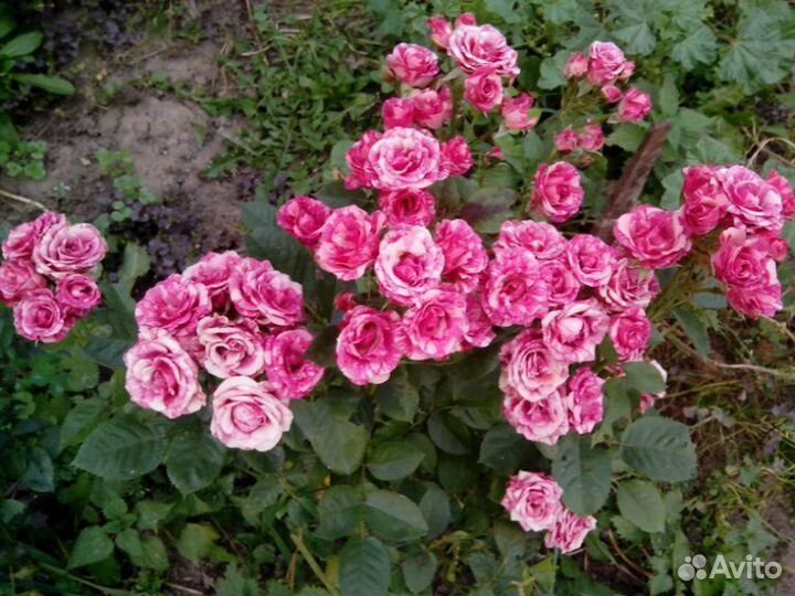 Саженцы роз Флеш Найт