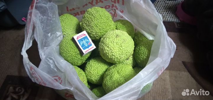 Плоды маклюры (ложный апельсин)