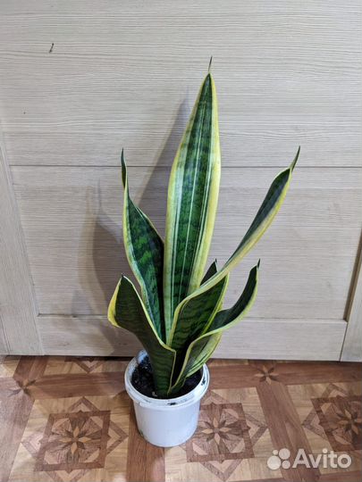 Сансевиерия