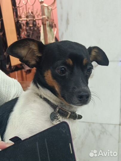 Щенки таксы