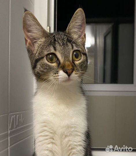 Ласкуша Лина в дар