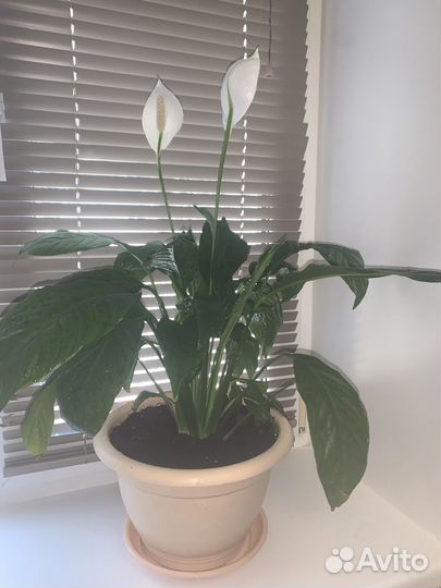 Спатифиллум