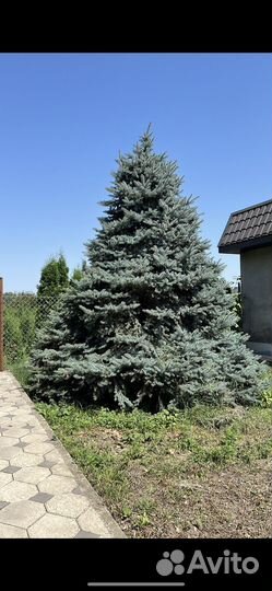 Туи, голубая ель, буксусы