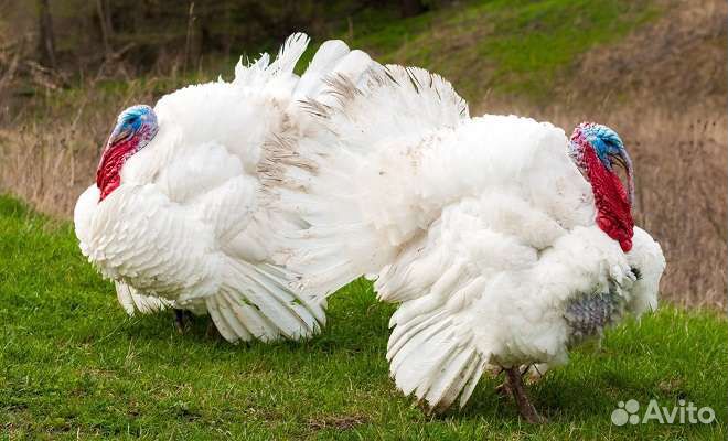 Продам утят, гусят, индюшат