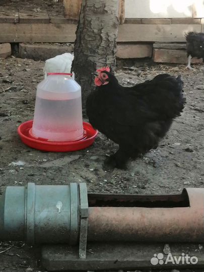 Петушок и курочка
