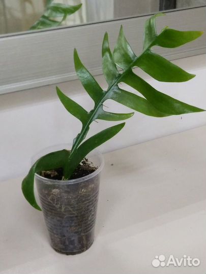 Домашние цветы/разные