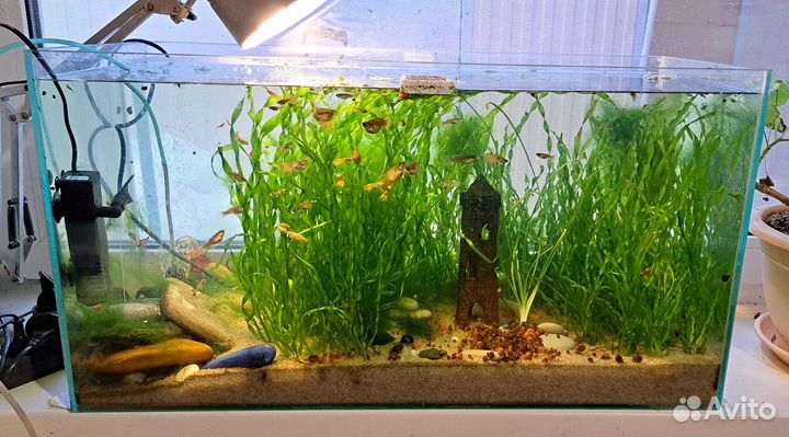 Аквариум с рыбками