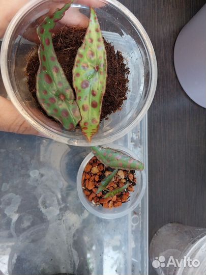 Бегония амфиоксус