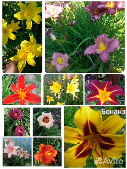 Лилейники, лилии