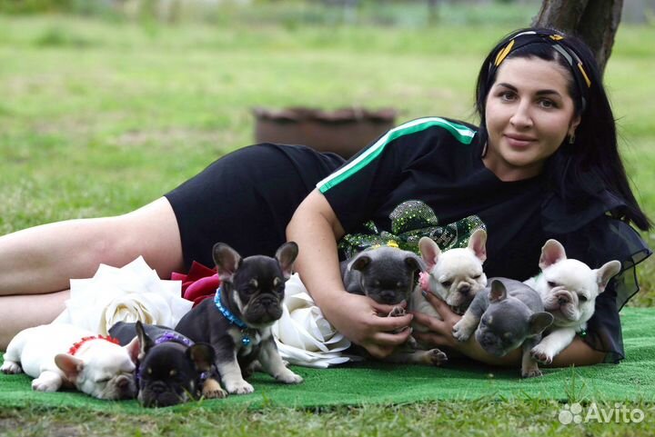 Французский бульдог лиловый
