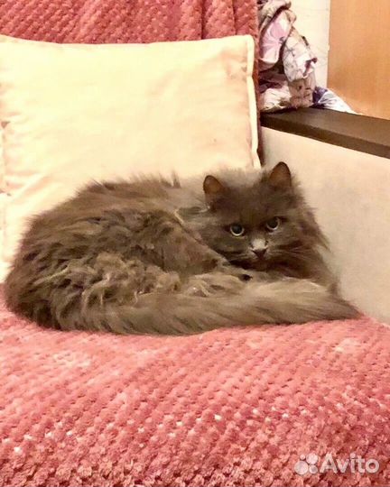 Кошка в дар