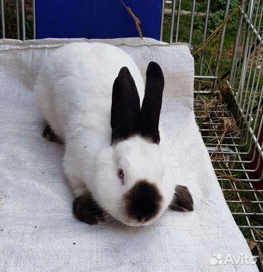 Калифорнийские кролики