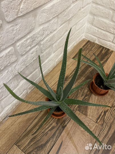 Алоэ Вера, которое так же называют настоящим