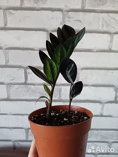 Комнатные цветы