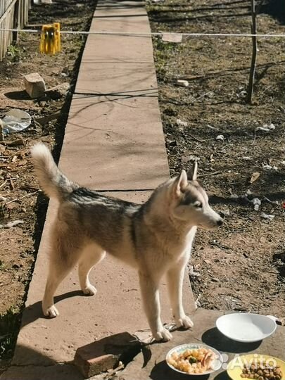 Сибирский хаски