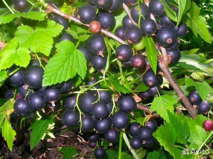 Саженцы черной смородины