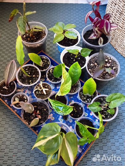 Комнатные растения, малыши