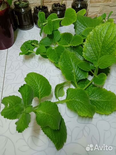 Садовая Мята Плектрантус