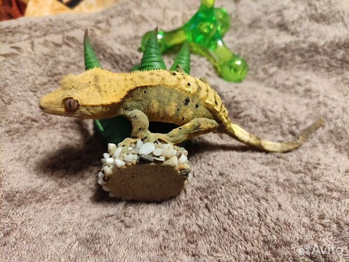 Геккон бананоед