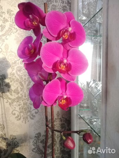 Орхидеи фаленопсис