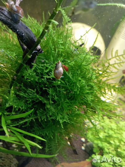 Мох, Покемоны улитки, гуппи эндлера,креветки