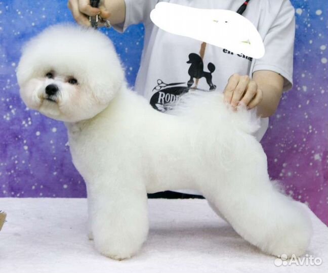 Бишон фризе вязка