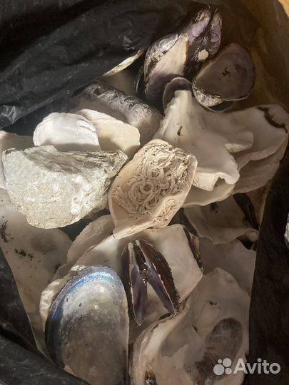 Морские ракушки