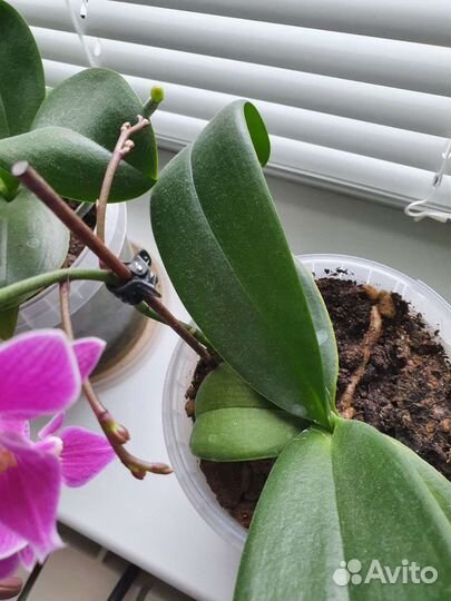Орхидея фаленопсис мини