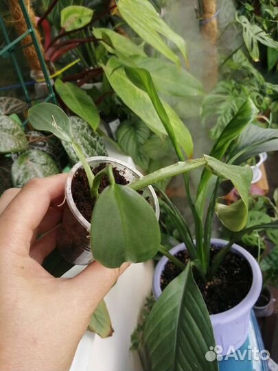 Филодендрон сильвер квин