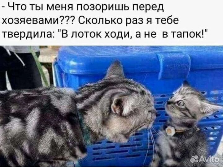Домашние животные кошки