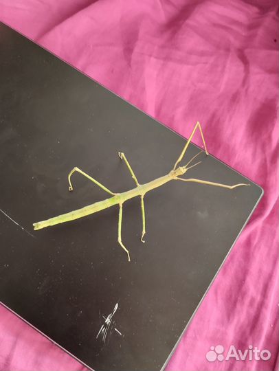 Аннамский палочник