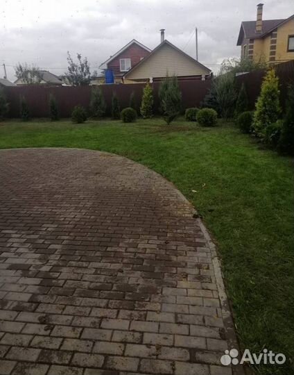 Можжевельник Блю Эрроу с гарантией приживаемости