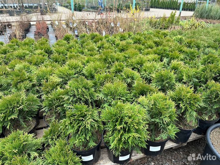 Туя Даника 20-25 см