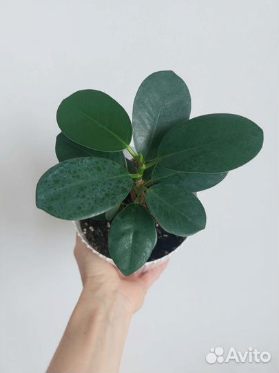 Фикус Панда