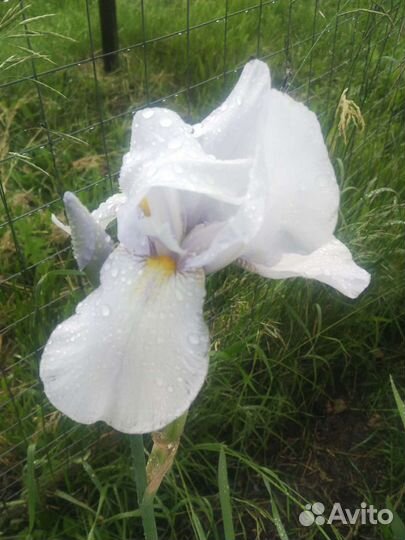 Ирисы Аквилегия Яснотка