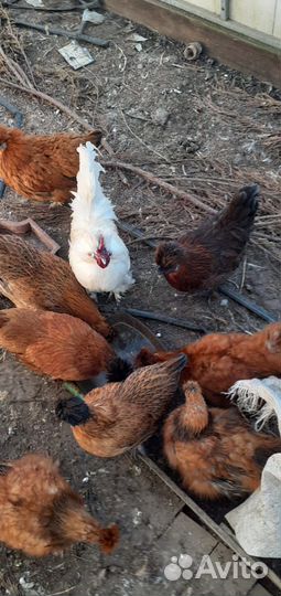 Петух китайский шелковый,декоративные кохинхины