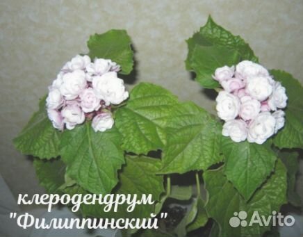 Клеродендрум. Хойя