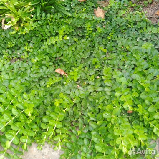 Вербейник монетчатый. Растения для сада