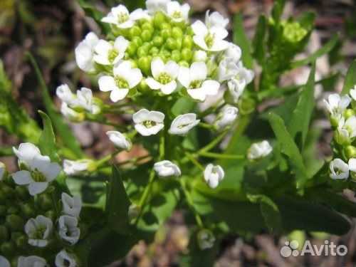 Ярутка полевая