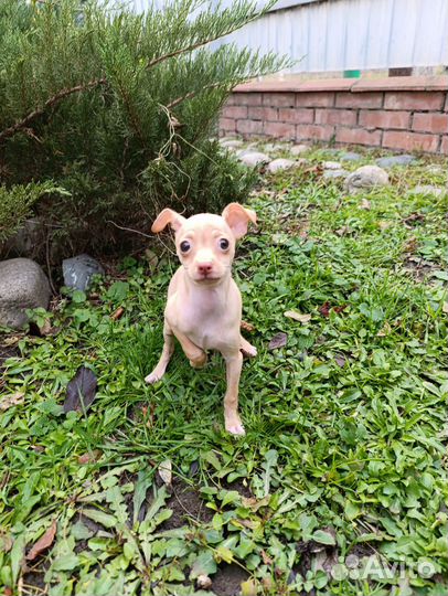 Той-терьер девочка