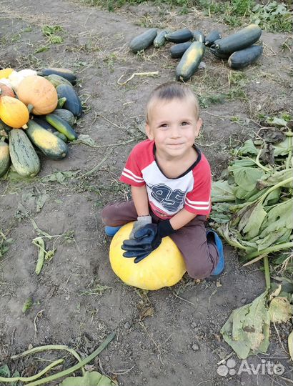 Тыква большая вкусная свежая дачная