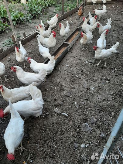 Гуси,утки,куры,петушки,цыплята Врама